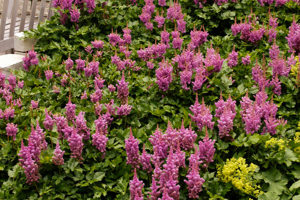 Astilbe - Visions