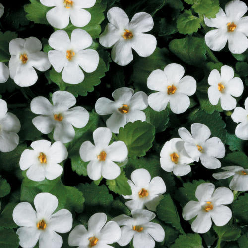 Bacopa-Giant snowflake white-4.5" Fancy