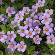 Bacopa-Scopia Great Regal Blue-4.5" Fancy