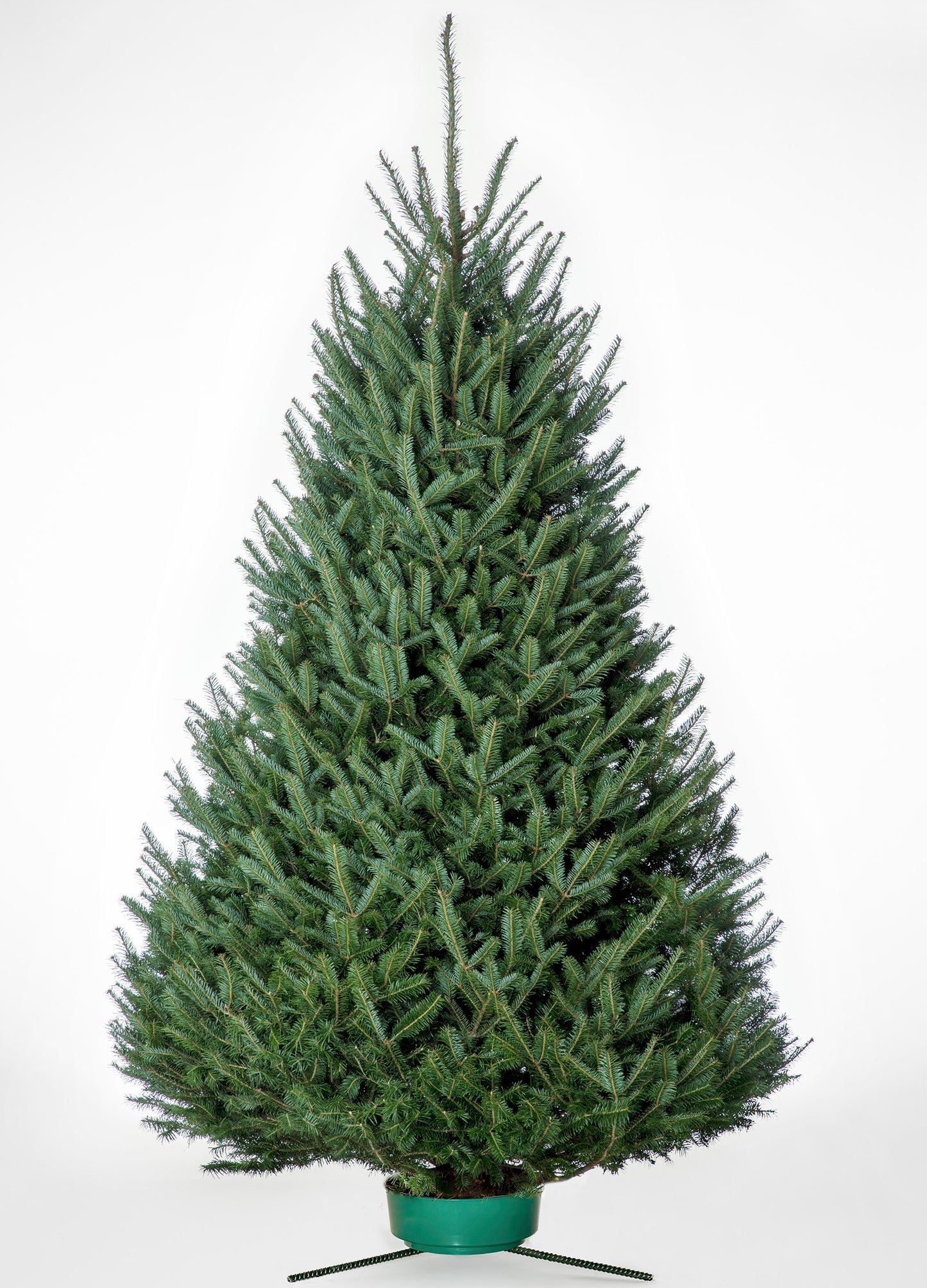 Balsam Fir 5'-6'