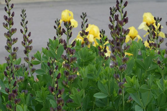 False Indigo Baptisia - Twilite Prairieblues - #2