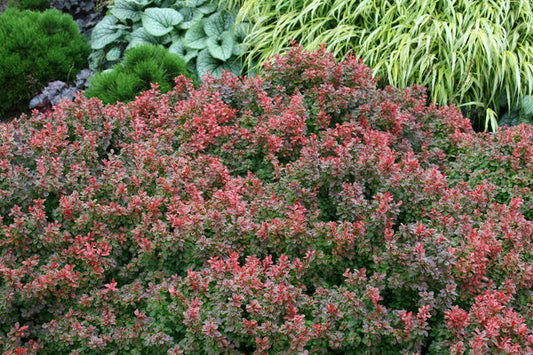 Admiration Barberry-Yellow : 2 Gallon