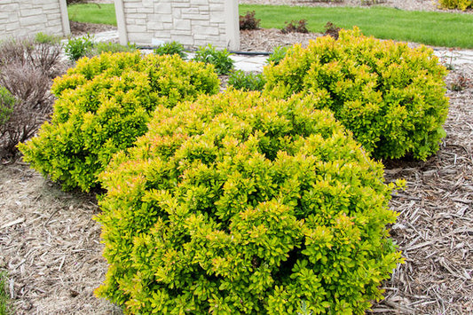 Limoncello Barberry First Edition