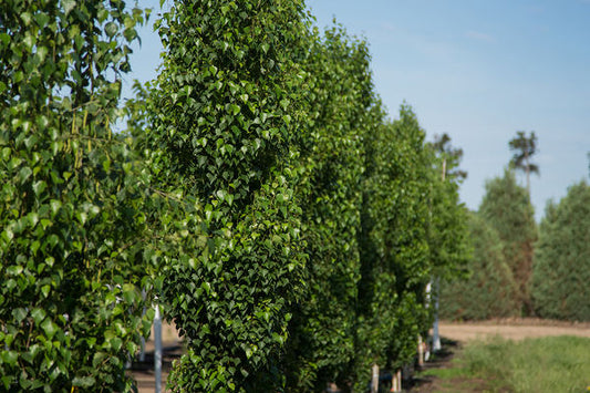 First Editions® Parkland Pillar® Birch 10 Gallon