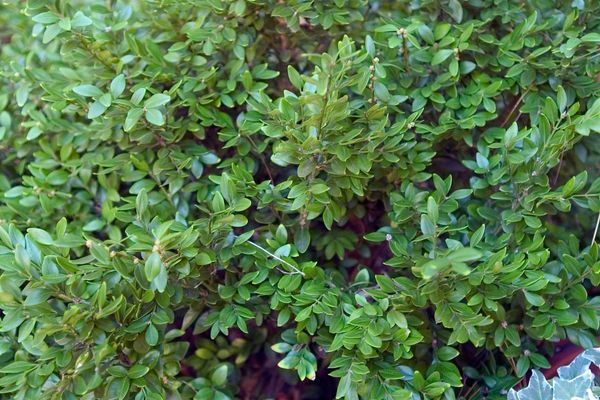 Buxus- Chicagoland Green Boxwood-2 Gallon