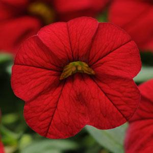 Calibrachoa-Cabaret Bright Red-4.5" Fancy