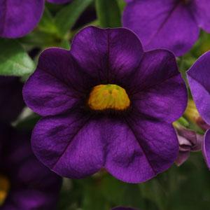 Calibrachoa-Cabaret Purple-4.5" Fancy