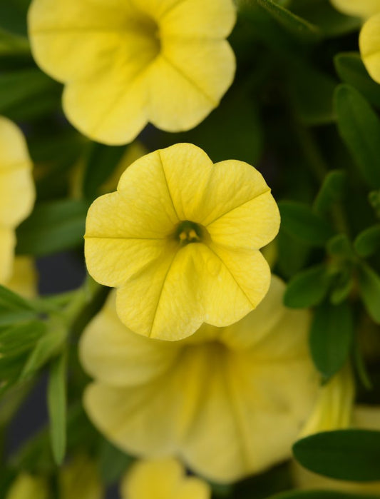 Calibrachoa-Cabaret Deep Yellow-4.5" Fancy