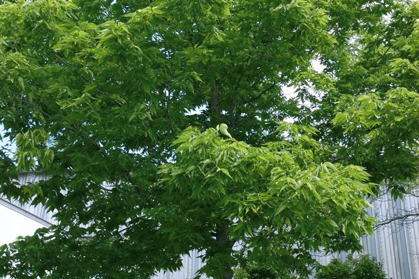 Common Hackberry