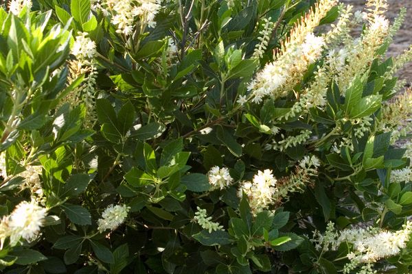 Clethra- Hummingbird Summersweet White : 2 Gallon