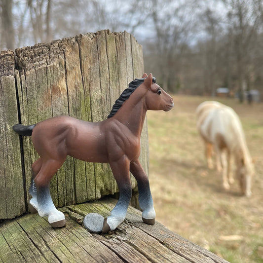 Clydesdale Foal