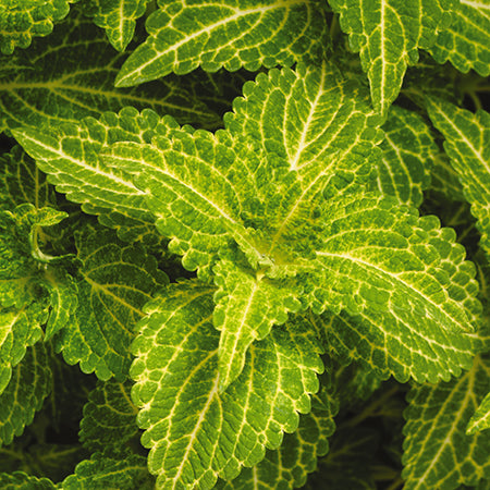 Electric Lime- 4.5" Fancy