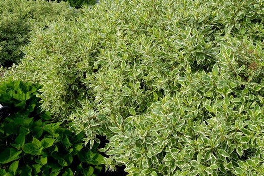 Cornus- Ivory Halo Dogwood-White/ Green : 2 Gallon