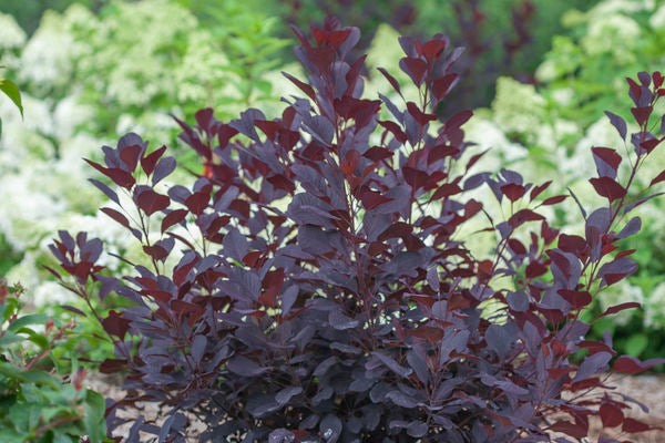 Winecraft Black® Smokebush