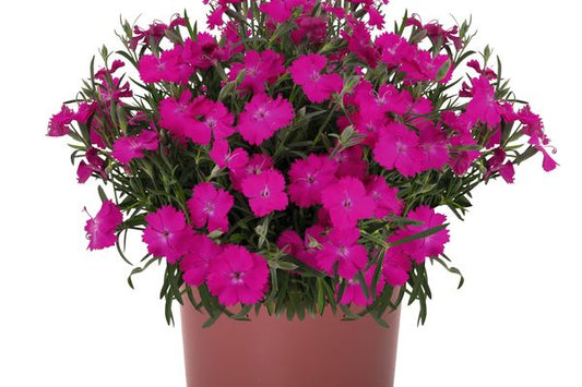 Rock Purple Dianthus