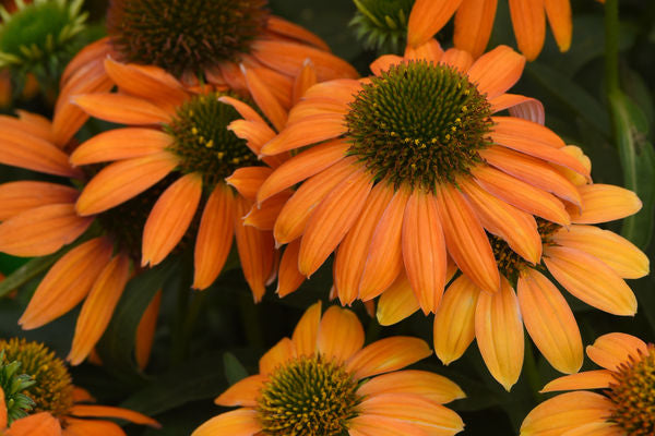 Echinacea x hybrida- Soft Orange Coneflower