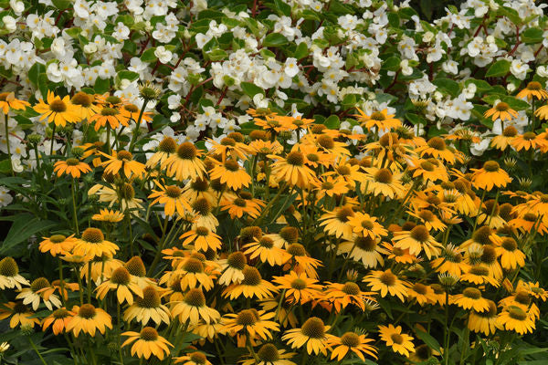 Artisan™ Yellow Ombre Coneflower