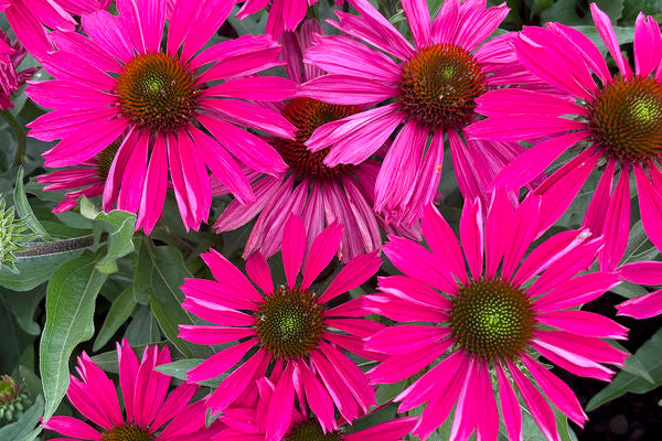Kismet™ Raspberry Coneflower