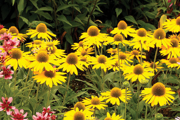 Kismet® Yellow Coneflower