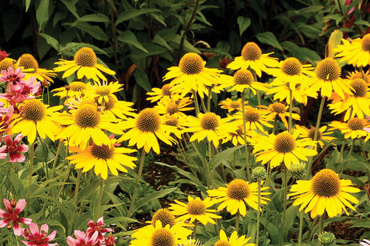 Kismet® Yellow Coneflower