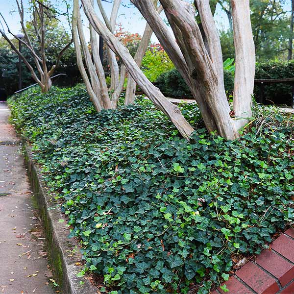 English Ivy- 306 Groundcover