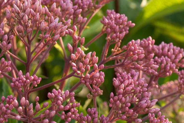 Baby Joe Eupatorium