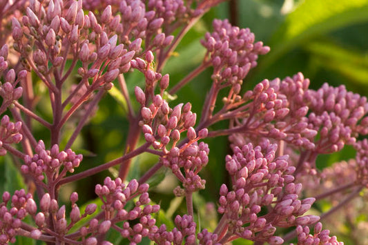Baby Joe Eupatorium