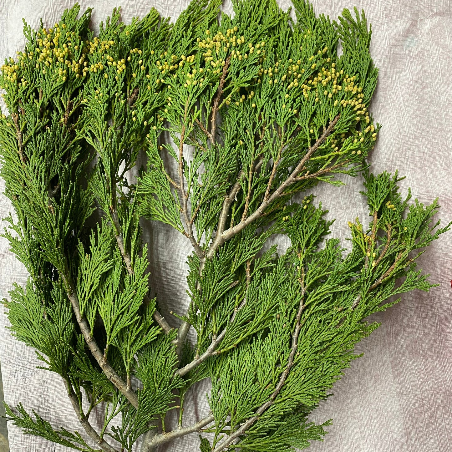 Incense Cedar Bough