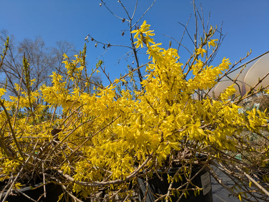 Forsythia- Gold Tide