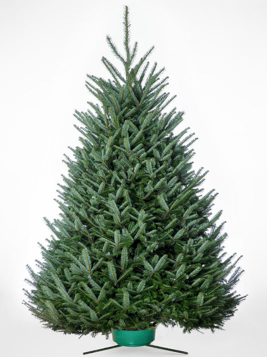 Fraser Fir 11'-12'