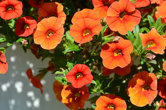 Calibrachoa-Colibri Orange-4.5" Fancy