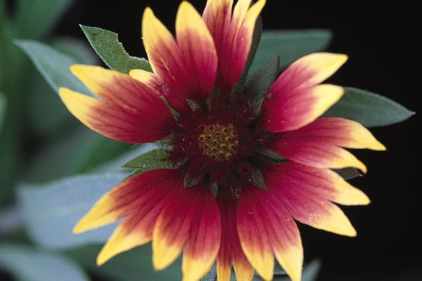 Gaillardia grandiflora- Goblin Gaillardia-red/yellow