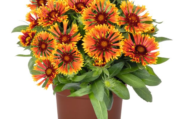 SpinTop™ Mariachi Copper Sun Gaillardia