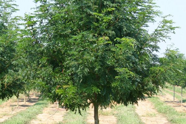 Gleditsia- Skyline Honeylocust #10