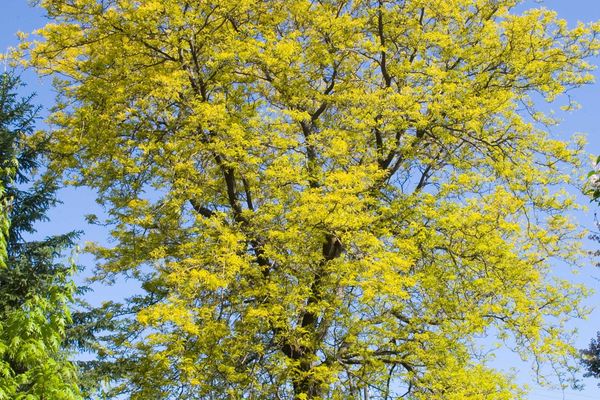 Sunburst® Honeylocust