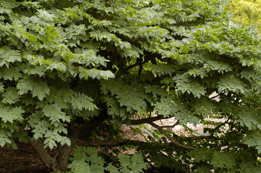 Gymnocladus - Kentucky Coffeetree