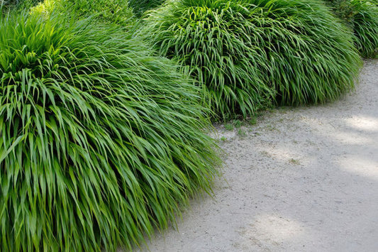 Hakonechloa - Japanese Forest Grass