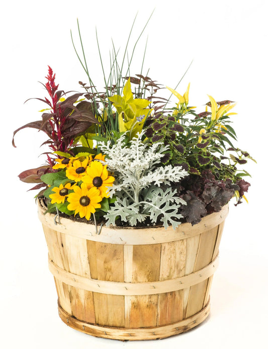 1/2 Bushel Fall Combo