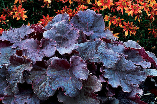 Northern Exposure™ Black Heuchera