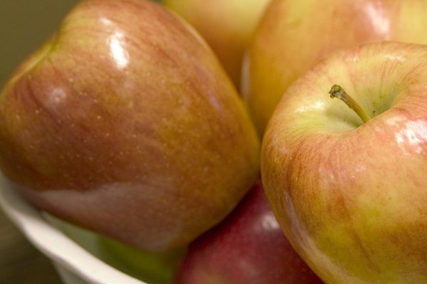 Malus - Honeycrisp Apple-10 Gallon
