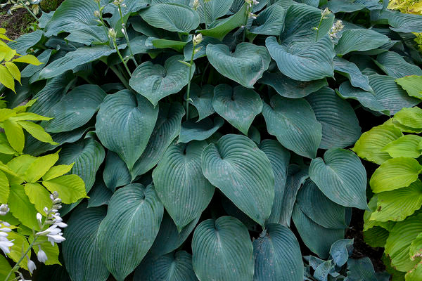 Blue Angel Hosta
