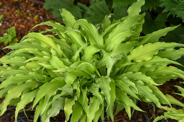 Hosta - Curly Fries