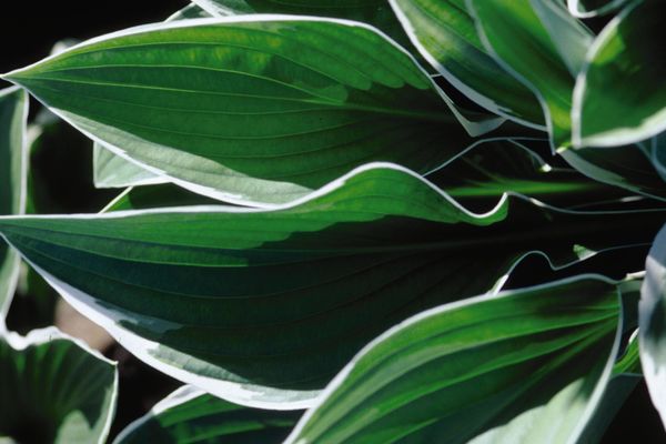 Francee Hosta
