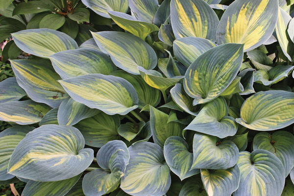 Hosta - June