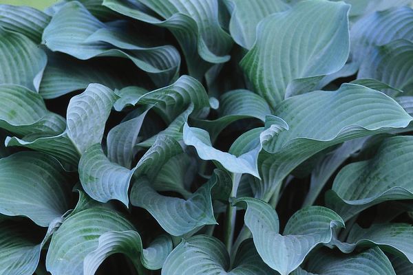 Krossa Regal Hosta
