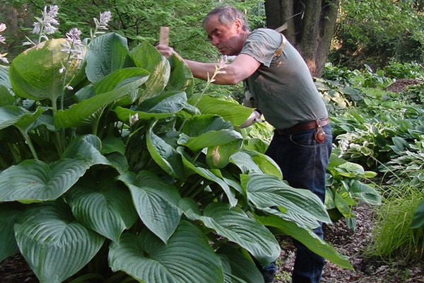 Hosta- Waterslide Shadowland