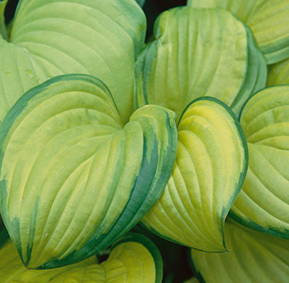 Hosta - Stained Glass