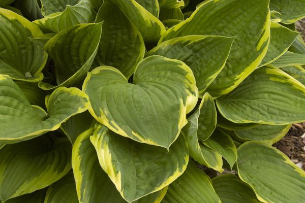 Aureomarginata Hosta