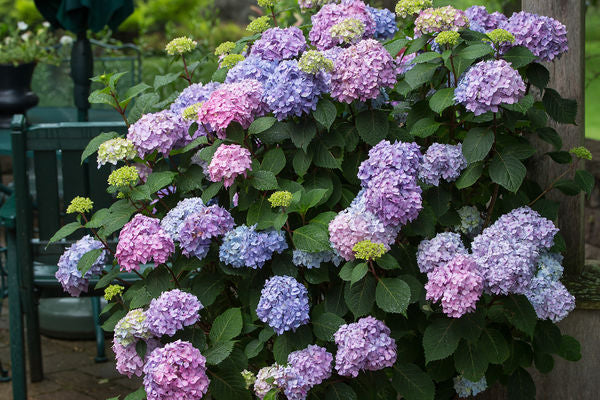 Hydrangea- Bloom Struck-Pink/Blu/Pur : 2 Gallon