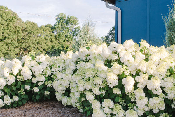 Hydrangea- Little Hottie